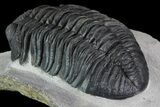 Drotops Trilobite - Excellent Faceted Eyes #76409-3